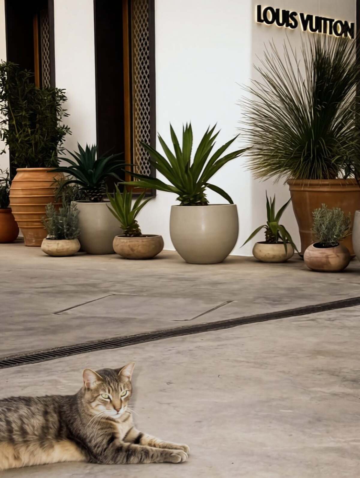 Βικτώρια Δέλλα: Η νέα εμφάνισή της θυμίζει τη Γωγώ Μαστροκώστα (φωτογραφίες) 10 Βικτώρια Δέλλα: Η νέα εμφάνισή της ξυπνά δυνατές αναμνήσεις από τη Γωγώ Μαστροκώστα (φωτογραφίες)