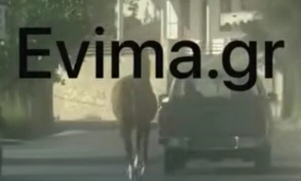 Σοκ στην Εύβοια: Έδεσε τραυματισμένο άλογο στην καρότσα και το έσερνε στον δρόμο – Βίντεο
