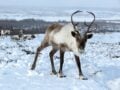 Ισλανδία: Άνδρας έζησε μόνος στην παγωμένη τούνδρα (Vid)