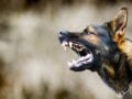 Συνελήφθη η θεία του Στέφανου Τσιτσιπά για το περιστατικό με τα σκυλιά στη Βάρη, αναζητείται η μητέρα του