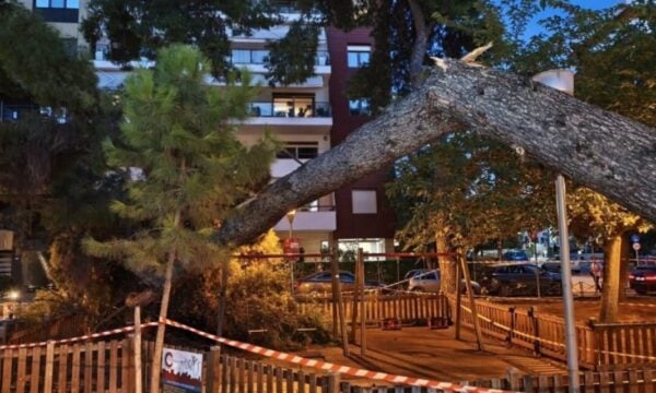 Θεσσαλονίκη: Δέντρο έπεσε και τραυμάτισε μητέρα και τον 17 μηνών γιο της σε παιδική χαρά στην Καλαμαριά