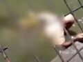 Συγκλονιστικό βίντεο: Κροκόδειλος επιτέθηκε σε φροντιστή πάρκου μπροστά στους επισκέπτες – Παγιδευμένος για περίπου μία ώρα στα σαγόνια του κροκόδειλου
