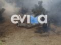 Φωτιά στην Κύμη Ευβοίας: Συνελήφθη 55χρονος για εμπρησμό, αφέθηκε ελεύθερος
