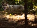 Λύκος στη Φυλή αναζητώντας τροφή έφτασε σε άδεια παιδική χαρά