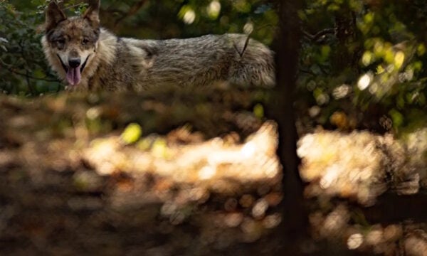 Λύκος στη Φυλή αναζητώντας τροφή έφτασε σε άδεια παιδική χαρά