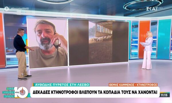 Αφθώδης πυρετός στη Λέσβο: Δεκάδες κτηνοτρόφοι βλέπουν τα κοπάδια τους να χάνονται