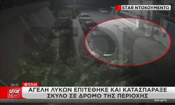 Αγέλη σκύλων επιτέθηκε και κατασπάραξε σκύλο στη Φυλή