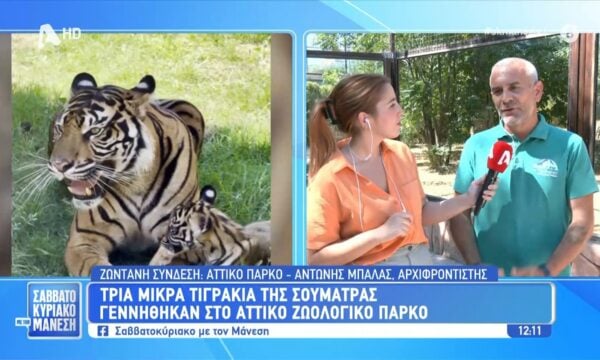 Αττικό Ζωολογικό Πάρκο: Τρία μικρά τιγράκια της Σουμάτρας τα νέα μέλη της οικογένειας