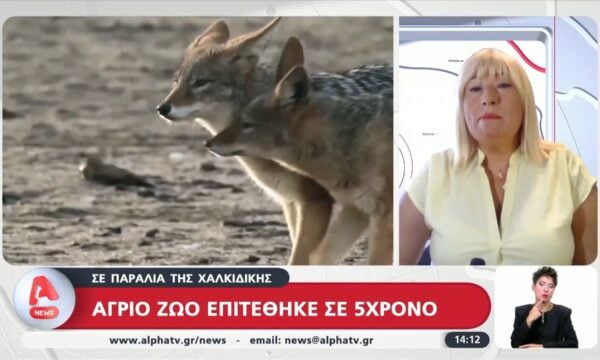 Χαλκιδική: Άγριο ζώο επιτέθηκε σε 5χρονο παιδί σε παραλία
