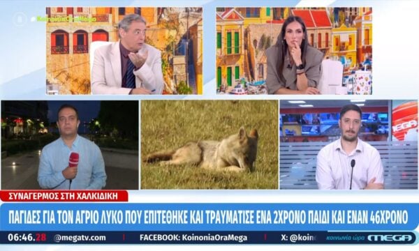 Χαλκιδική: Παγίδες για τον άγριο λύκο που επιτέθηκε και τραυμάτισε ένα 2χρονο παιδί και έναν 46χρονο