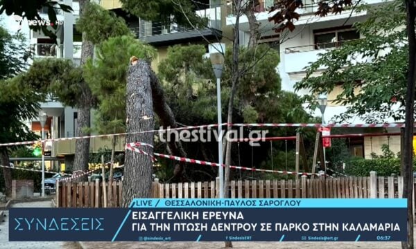 Εισαγγελική έρευνα για την πτώση δέντρου σε πάρκο στην Καλαμαριά