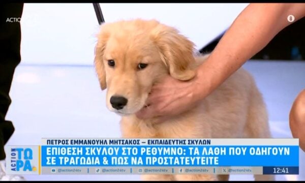 Εκπαίδευση σκύλων: Τι πρέπει να γνωρίζετε και πως να προστατευτείτε