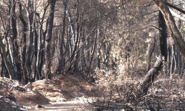 Φωτιά σε Μακρυκάπα-Τριάδα: Αποζημιώσεις και αντιπλημμυρικά στο επίκεντρο