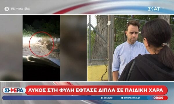 Φυλή | Λύκος έφτασε σε παιδική χαρά