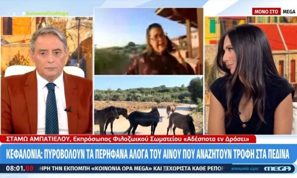 Κεφαλονιά | Πυροβολούν τα περήφανα άλογα του Αίνου που αναζητούν τροφή στα πεδινά