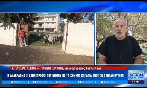 Λέσβος: Σε αναβρασμό οι κτηνοτρόφοι του νησιού για τα χαμένα κοπάδια από τον αφθώδη πυρετό