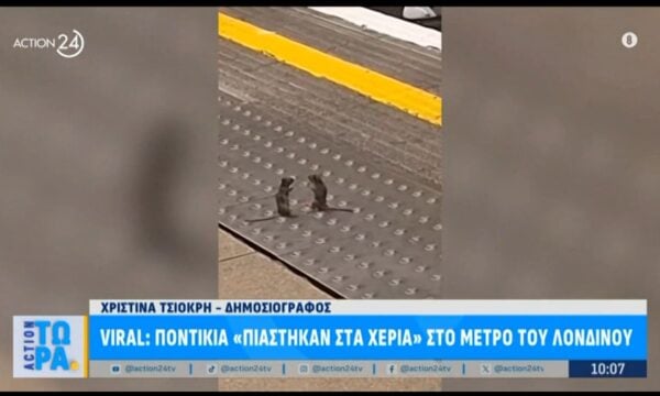 Λονδίνο: Αγώνας πυγμαχίας με… ποντίκια