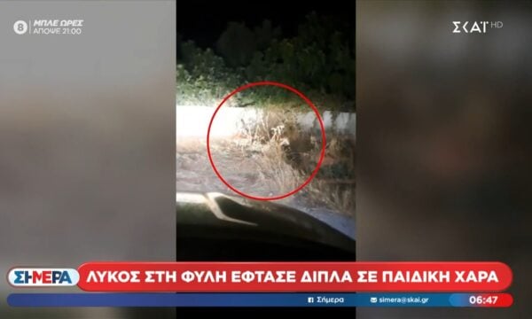 Λύκος εμφανίστηκε σε παιδική χαρά στη Φυλή