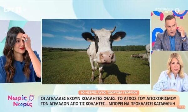 Οι αγελάδες έχουν κολλητές φίλες – Το άγχος αποχωρισμού μπορεί να προκαλέσει κατάληψη