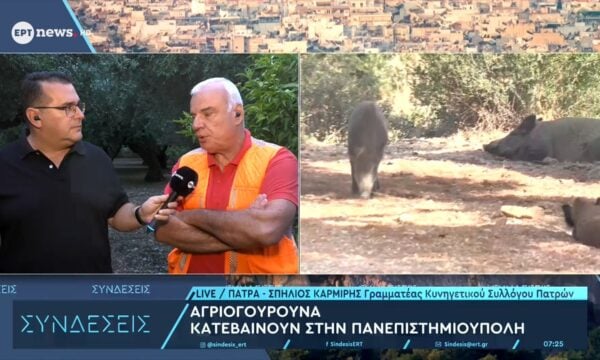 Πάτρα: Αγριογούρουνα κατεβαίνουν στην Πανεπιστημιούπολη