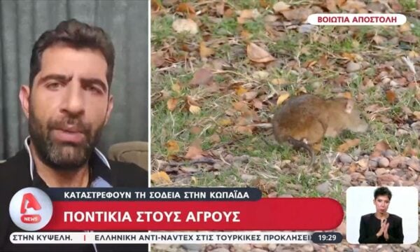 Ποντίκια στους αγρούς στην Βοιωτία καταστρέφουν τις σοδειές