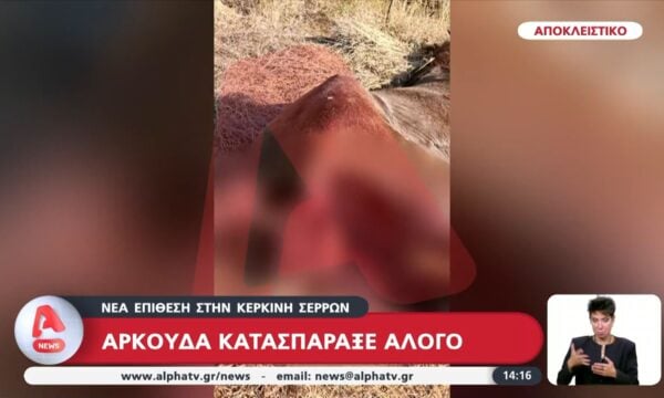 Σέρρες: Αρκούδα κατασπάραξε άλογο στην λίμνη Κερκίνης