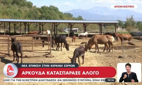 Σέρρες: Αρκούδα κατασπάραξε άλογο