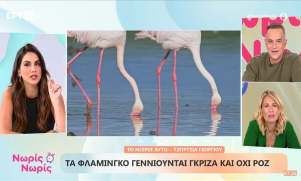 Τα φλαμίνγκο γεννιούνται γκρίζα και όχι ροζ