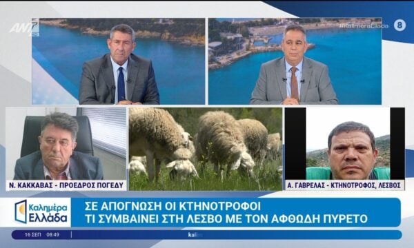 Τι συμβαίνει στη Λέσβο με τον αφθώδη πυρετό – Σε απόγνωση οι κτηνοτρόφοι – Καλημέρα Ελλάδα – 16/09/2026