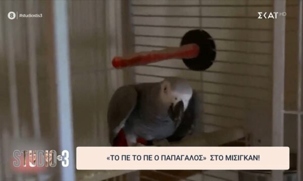 «Το ‘πε το ‘πε ο παπαγάλος» στο Μίσιγκαν!