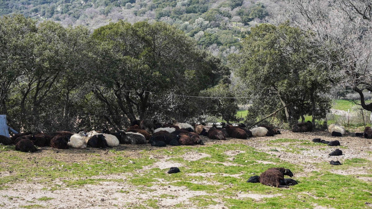 Ιωάννινα: Κεραυνός σκότωσε 88 πρόβατα και ανεμοστρόβιλος κατέστρεψε εγκαταστάσεις κτηνοτροφικής μονάδας 1 Ιωάννινα: Κεραυνός σκότωσε 88 πρόβατα και ανεμοστρόβιλος κατέστρεψε εγκαταστάσεις κτηνοτροφικής μονάδας