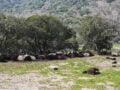 Ιωάννινα: Κεραυνός σκότωσε 88 πρόβατα και ανεμοστρόβιλος κατέστρεψε εγκαταστάσεις κτηνοτροφικής μονάδας