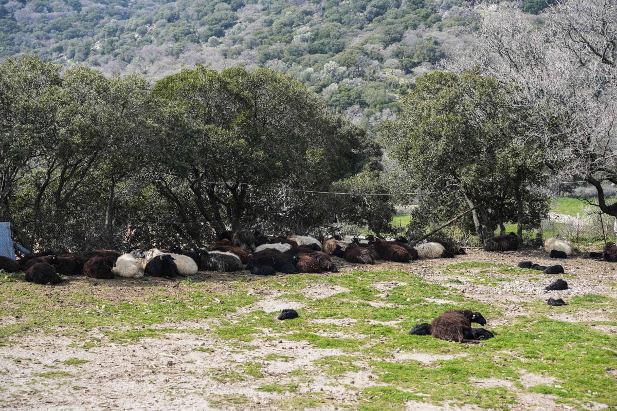 Ιωάννινα: Κεραυνός σκότωσε 88 πρόβατα και ανεμοστρόβιλος κατέστρεψε εγκαταστάσεις κτηνοτροφικής μονάδας