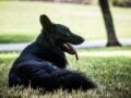 Βάρη: Ελεύθερη η ιδιοκτήτρια των δύο σκύλων που τραυμάτισαν τρεις πολίτες – Η δίκη της ανεβλήθη για τις 21 Σεπτεμβρίου