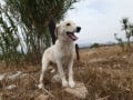 Αχαΐα: 50χρονος στην Κλειτορία πυροβόλησε και σκότωσε σκύλο με καραμπίνα