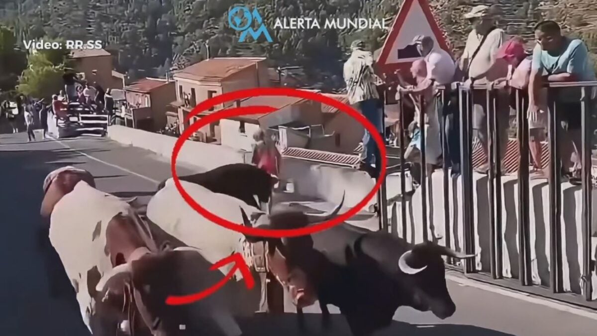 Νεκρή 64χρονη σε αγώνα ταυροδρομίας στην Ισπανία: Την πέταξε στον αέρα το μεγαλόσωμο ζώο 1 Νεκρή 64χρονη σε αγώνα ταυροδρομίας στην Ισπανία: Την πέταξε στον αέρα το μεγαλόσωμο ζώο