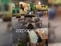 Χανιά: Γουρουνάκια πήγαν για καφέ και έκαναν βόλτα μπροστά σε μαγαζιά στον Βάμο Αποκορώνου