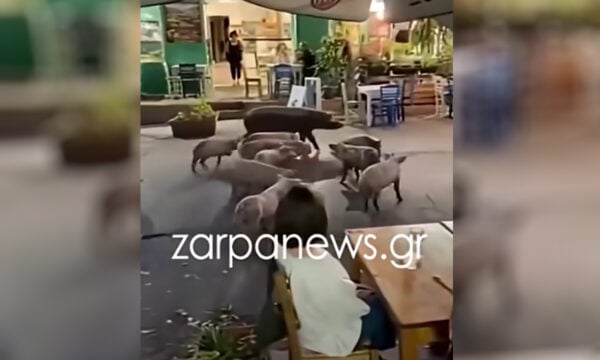 Χανιά: Γουρουνάκια πήγαν για καφέ και έκαναν βόλτα μπροστά σε μαγαζιά στον Βάμο Αποκορώνου