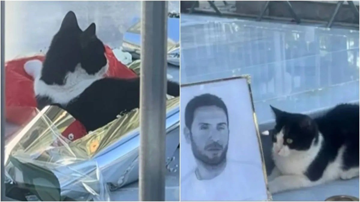 Γάτα-Μαζωνάκης