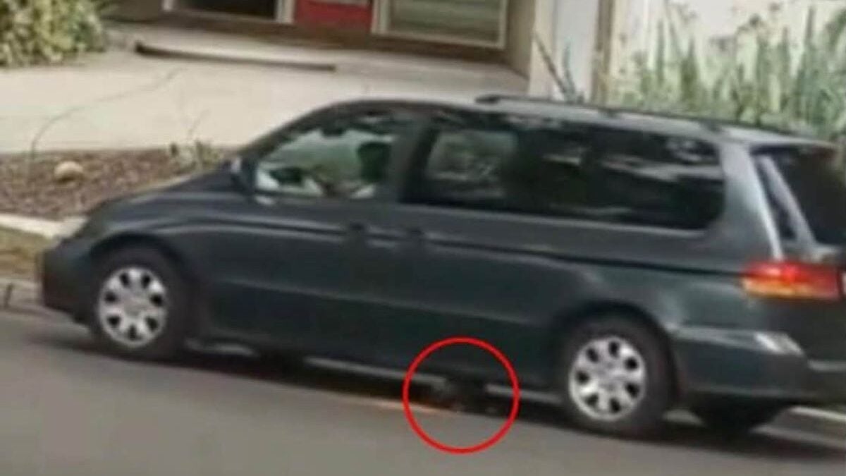 Καλιφόρνια: 75χρονη δελεάζει κουτάβι με τροφή και το πατά με αυτοκίνητο – Βίντεο-φρίκη με σκληρές εικόνες 1 Καλιφόρνια: 75χρονη δελεάζει κουτάβι με τροφή και το πατά με αυτοκίνητο – Βίντεο-φρίκη με σκληρές εικόνες