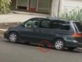 Καλιφόρνια: 75χρονη δελεάζει κουτάβι με τροφή και το πατά με αυτοκίνητο – Βίντεο-φρίκη με σκληρές εικόνες