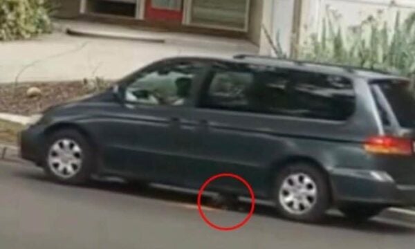 Καλιφόρνια: 75χρονη δελεάζει κουτάβι με τροφή και το πατά με αυτοκίνητο – Βίντεο-φρίκη με σκληρές εικόνες