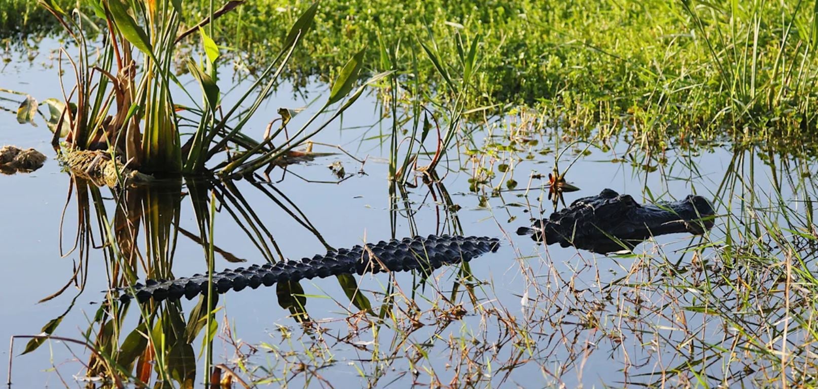 Φλόριντα: Αλιγάτορας σκότωσε 71χρονο ψαρά σε πάρκο