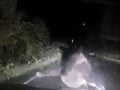 Βίντεο από την Ιαπωνία: Αρκούδα επιτέθηκε σε αυτοκίνητο μέσα στο σκοτάδι – «Κλείδωσα τις πόρτες και προσευχόμουν»