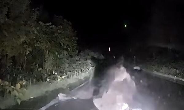 Βίντεο από την Ιαπωνία: Αρκούδα επιτέθηκε σε αυτοκίνητο μέσα στο σκοτάδι – «Κλείδωσα τις πόρτες και προσευχόμουν»