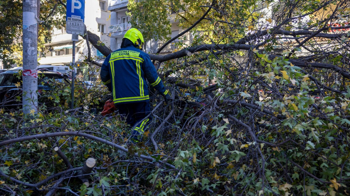 Χαλκιδική: Δέντρο καταπλάκωσε και σκότωσε 65χρονο στη Σκάλα Φούρκας 1 Χαλκιδική: Δέντρο καταπλάκωσε και σκότωσε 65χρονο στη Σκάλα Φούρκας