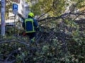 Χαλκιδική: Δέντρο καταπλάκωσε και σκότωσε 65χρονο στη Σκάλα Φούρκας