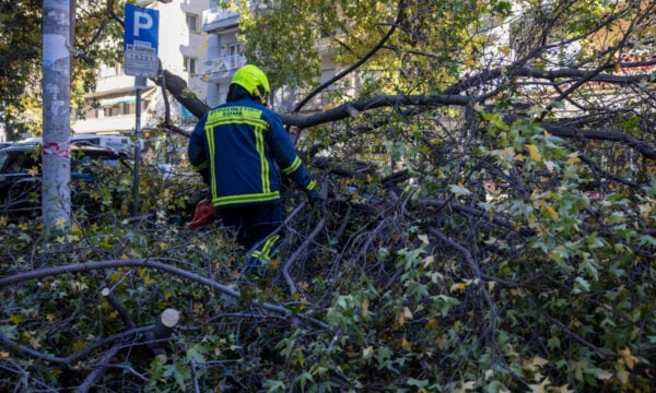 Χαλκιδική: Δέντρο καταπλάκωσε και σκότωσε 65χρονο στη Σκάλα Φούρκας