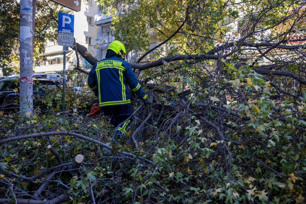 Χαλκιδική: Δέντρο καταπλάκωσε και σκότωσε 65χρονο στη Σκάλα Φούρκας