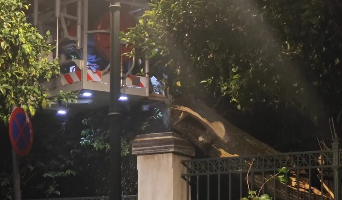 Μέγαρο Μαξίμου: Έπεσε μεγάλο δέντρο έξω από το κτίριο – Κλειστή η Ηρώδου Αττικού